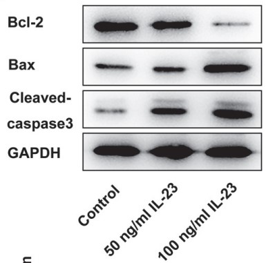 The expressions of apoptosis-related proteins in IL-23-treated cells.jpg